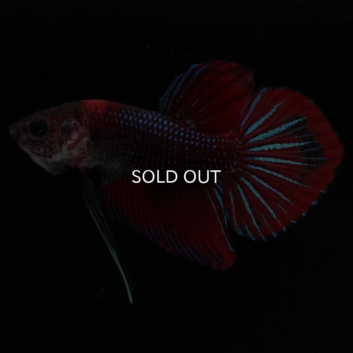 画像3: ワイルドハイブリッド ファンシー ♂のみ (3)