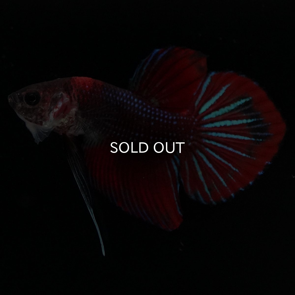 画像7: ワイルドハイブリッド ファンシー ♂のみ (7)