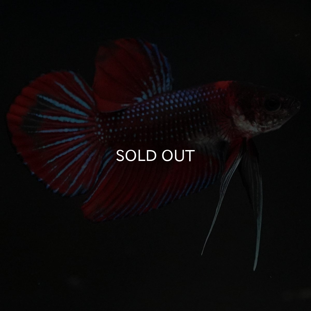 画像2: ワイルドハイブリッド ファンシー ♂のみ (2)