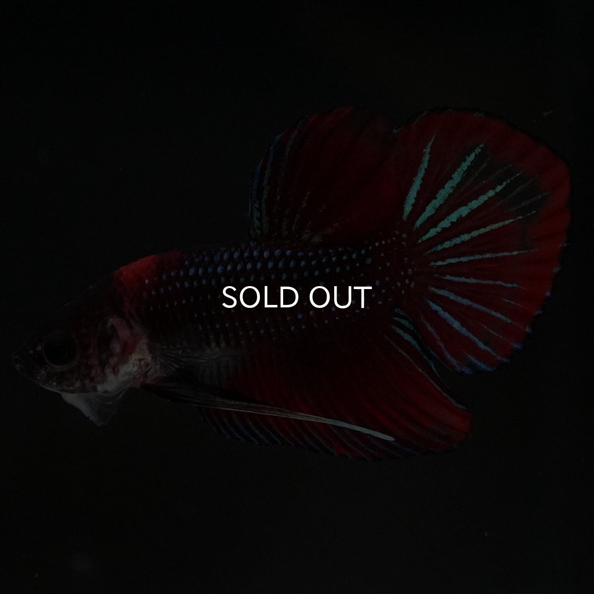 画像5: ワイルドハイブリッド ファンシー ♂のみ (5)