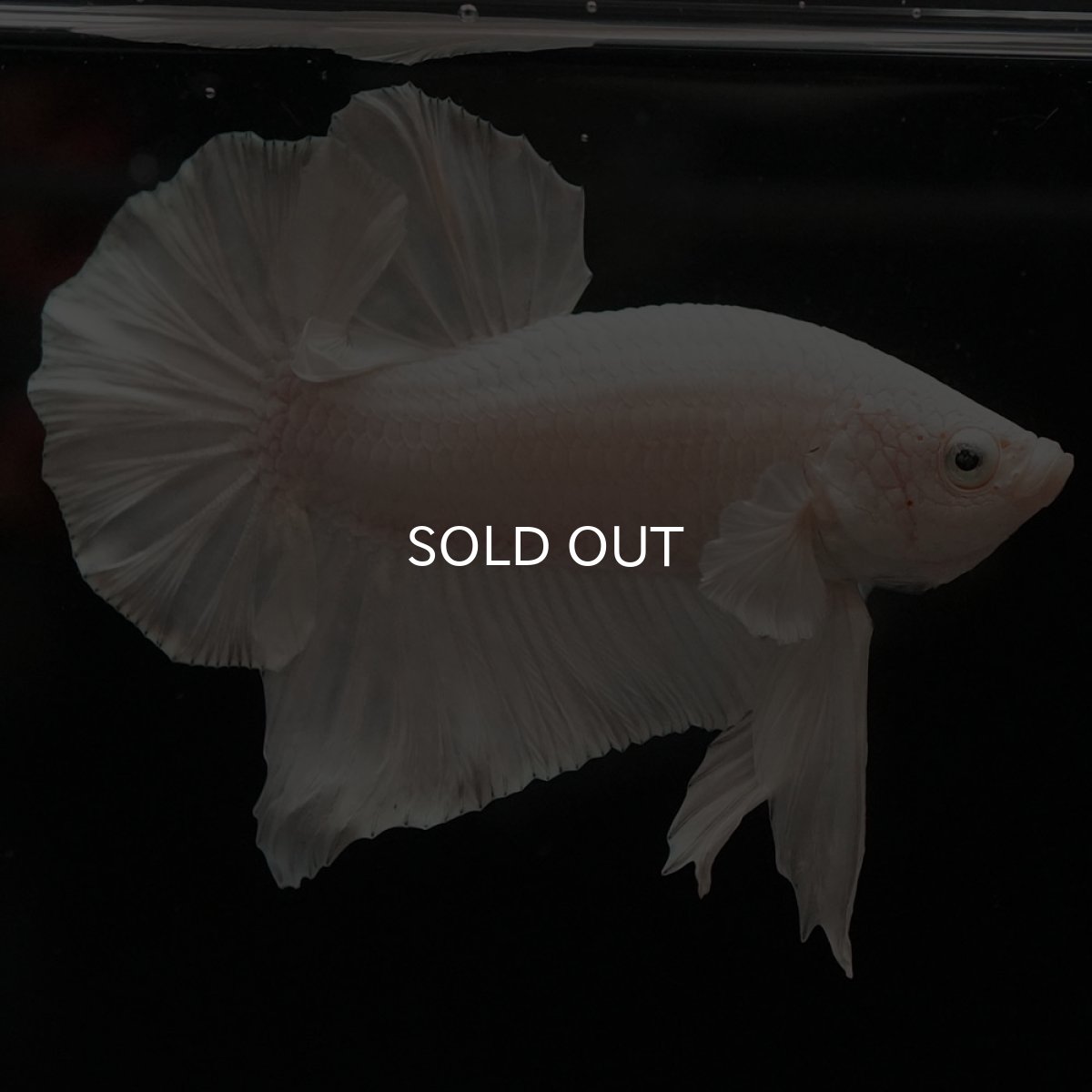 画像6: HMPK　ホワイト (6)