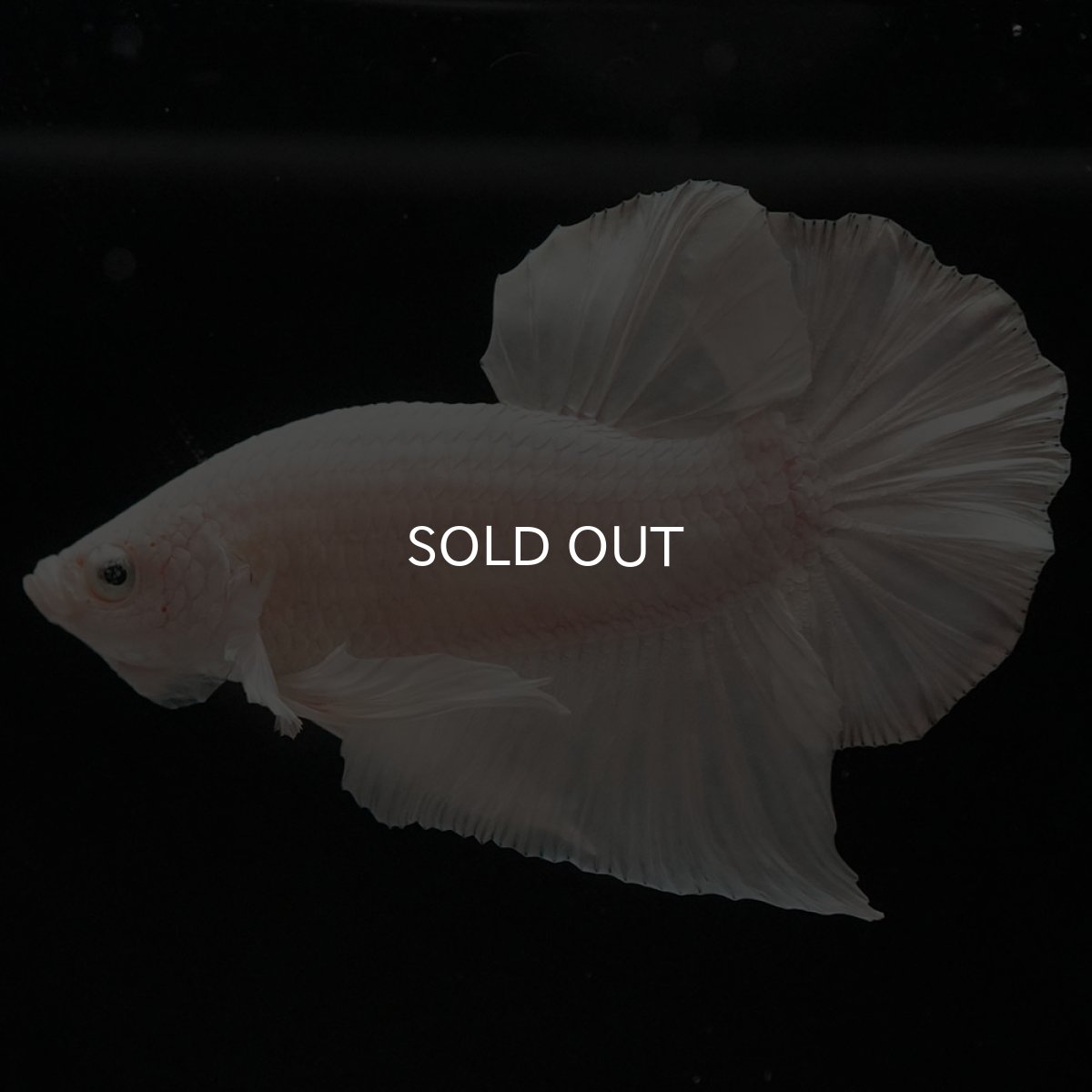 画像5: HMPK　ホワイト (5)