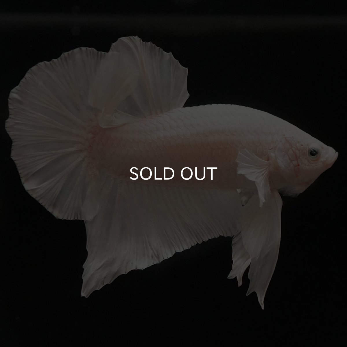 画像4: HMPK　ホワイト (4)