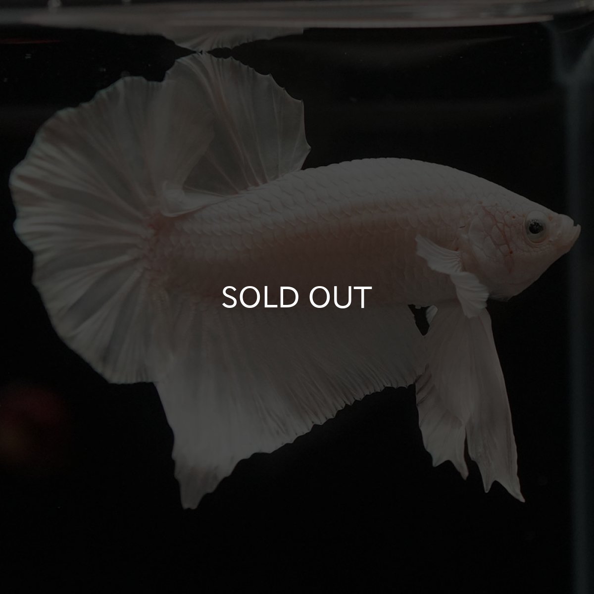 画像3: HMPK　ホワイト (3)