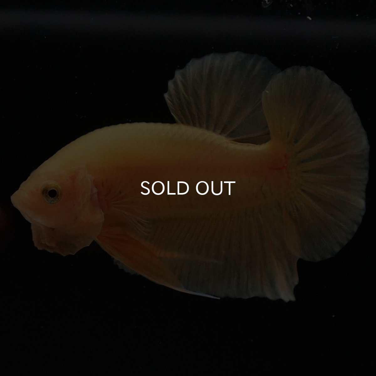 画像11: HMPK　ソリッドイエロー (11)