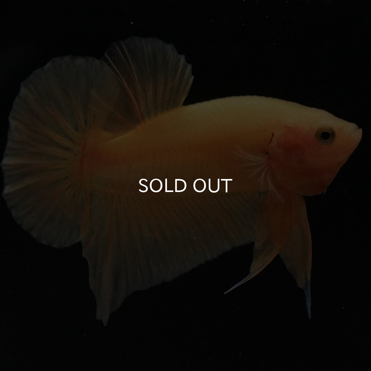 画像8: HMPK　ソリッドイエロー (8)