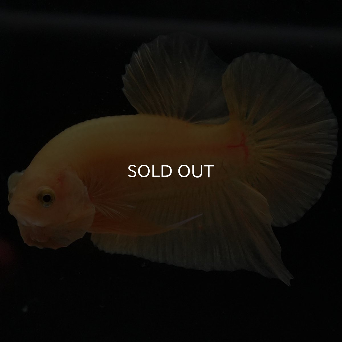 画像10: HMPK　ソリッドイエロー (10)