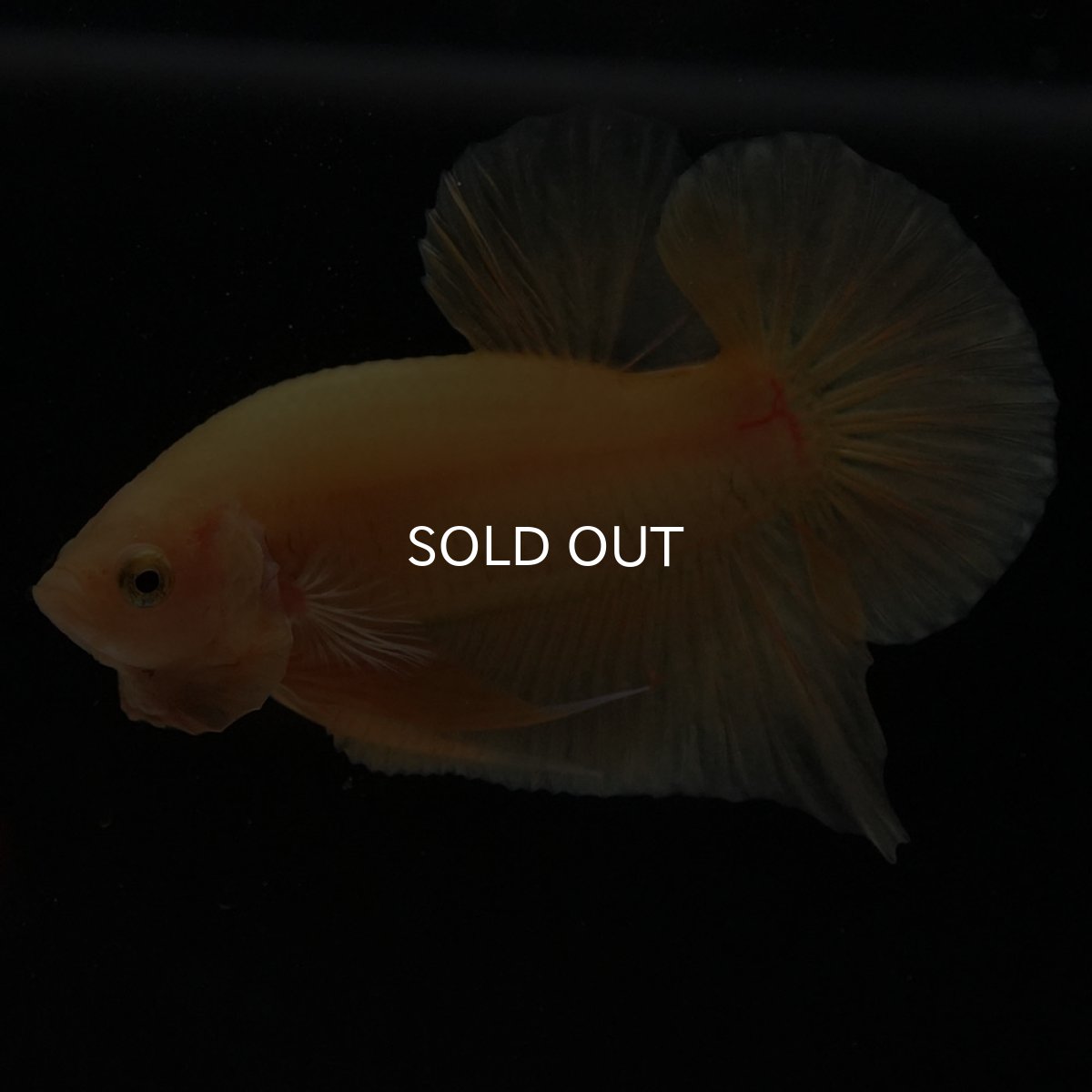 画像9: HMPK　ソリッドイエロー (9)