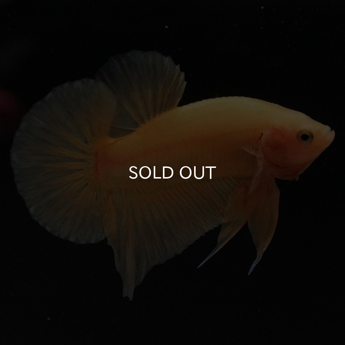 画像6: HMPK　ソリッドイエロー (6)