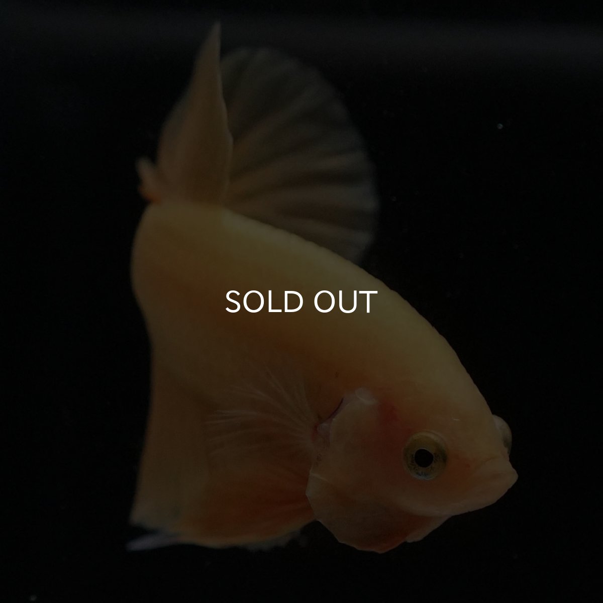 画像3: HMPK　ソリッドイエロー (3)