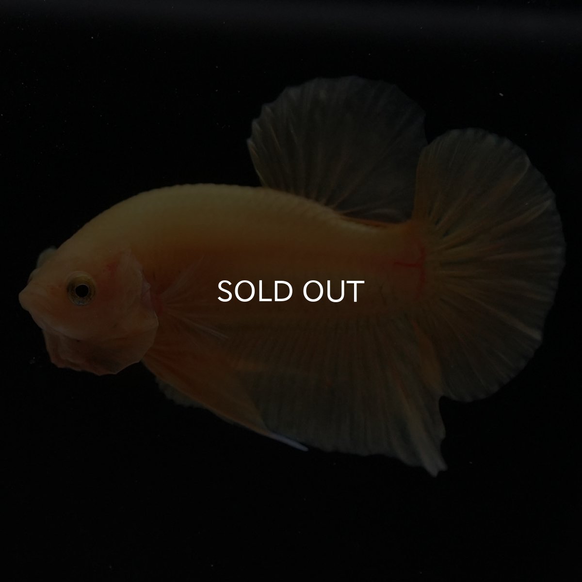 画像7: HMPK　ソリッドイエロー (7)