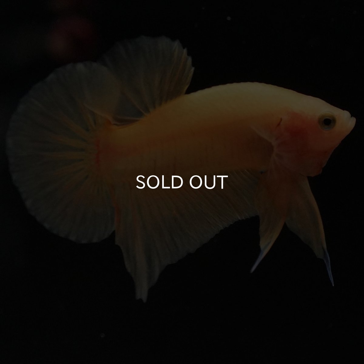 画像4: HMPK　ソリッドイエロー (4)