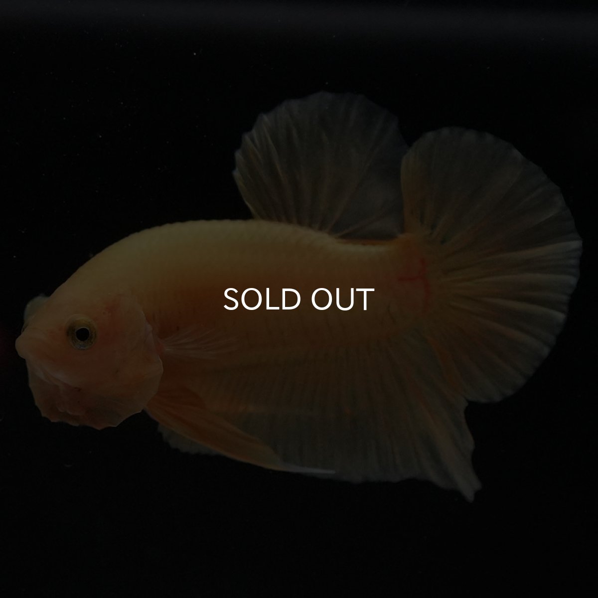 画像5: HMPK　ソリッドイエロー (5)