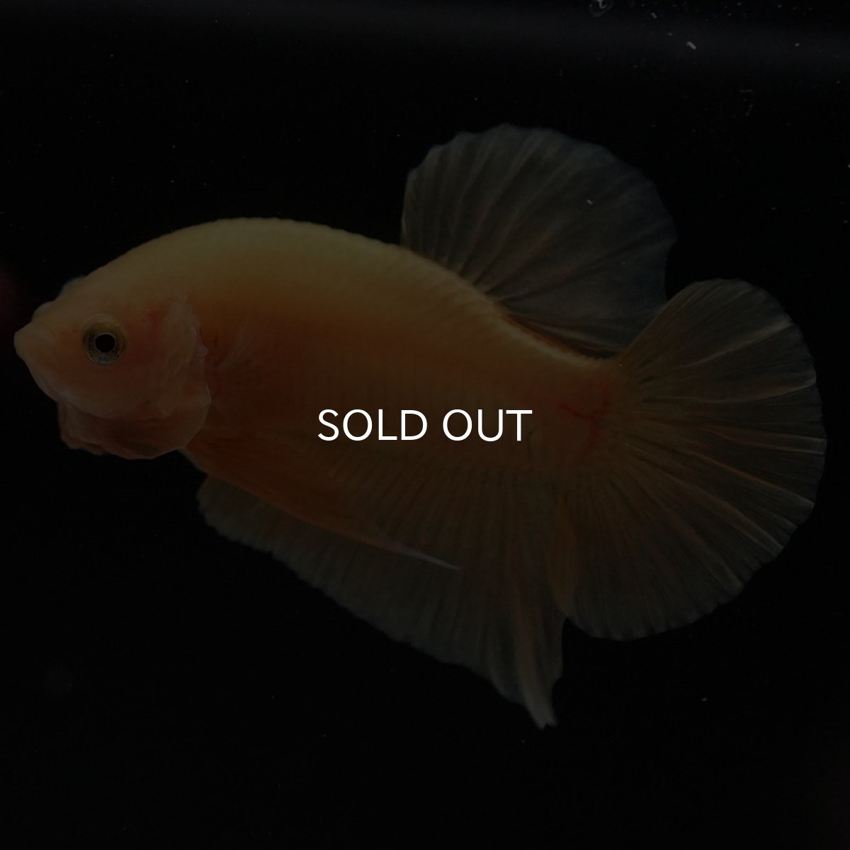 画像2: HMPK　ソリッドイエロー (2)