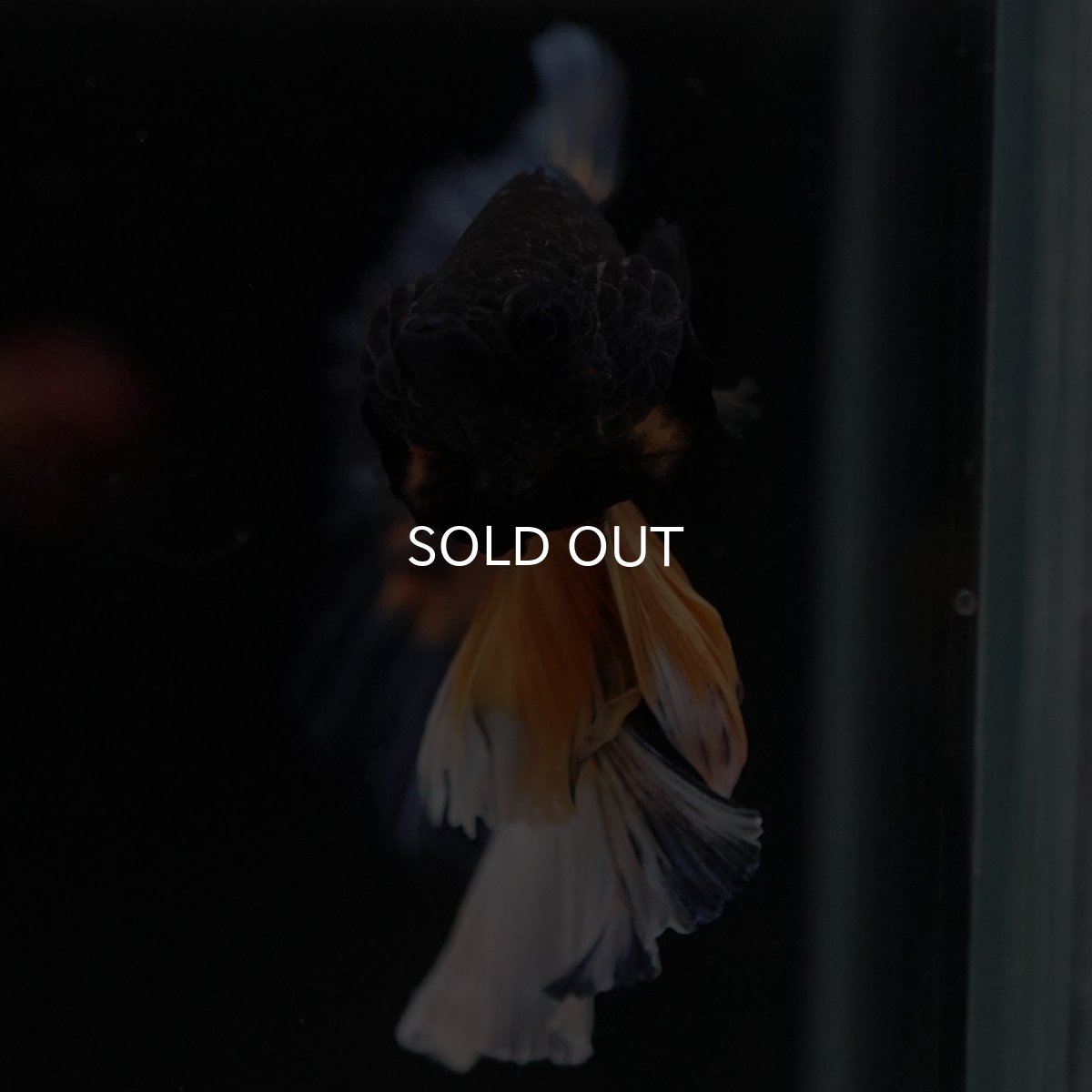 画像3: HM　マスタードガス　ローズテール (3)