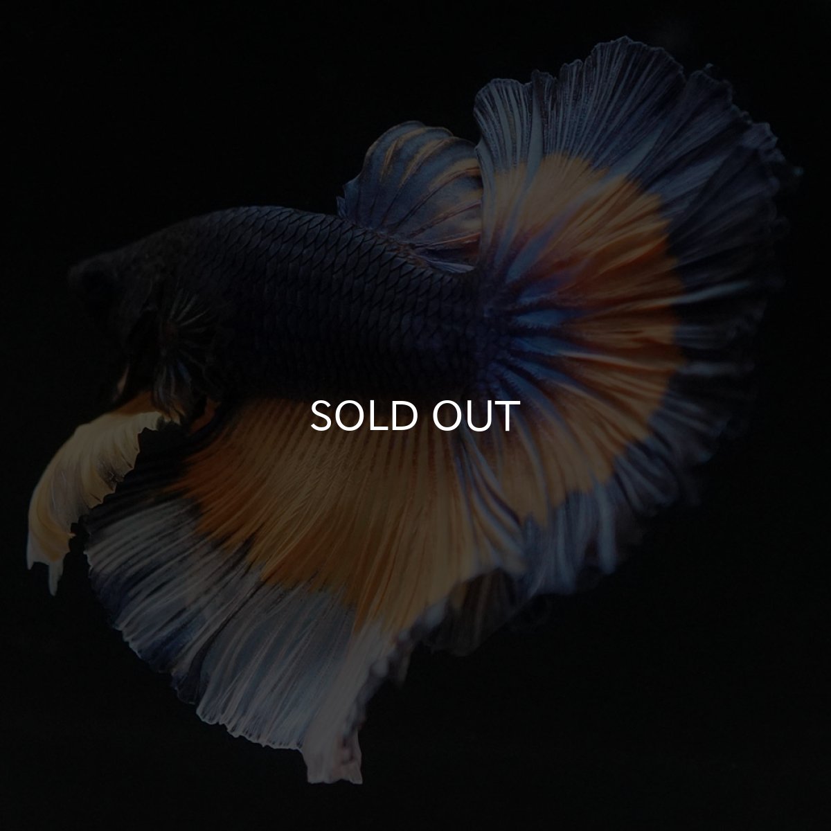 画像11: HM　マスタードガス　ローズテール (11)