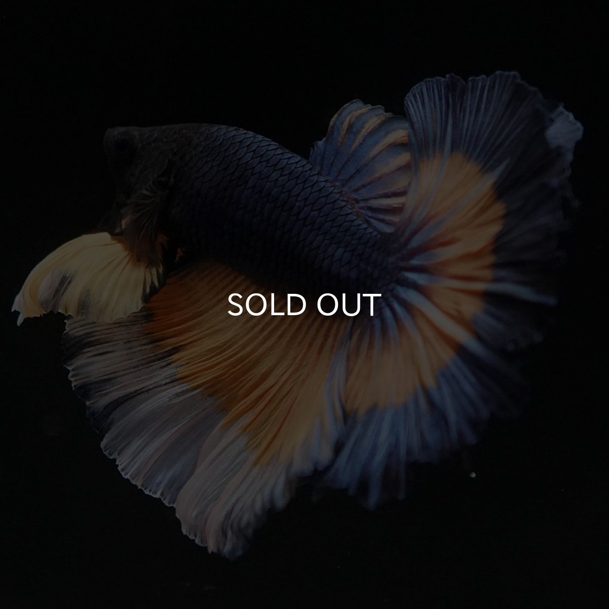 画像7: HM　マスタードガス　ローズテール (7)