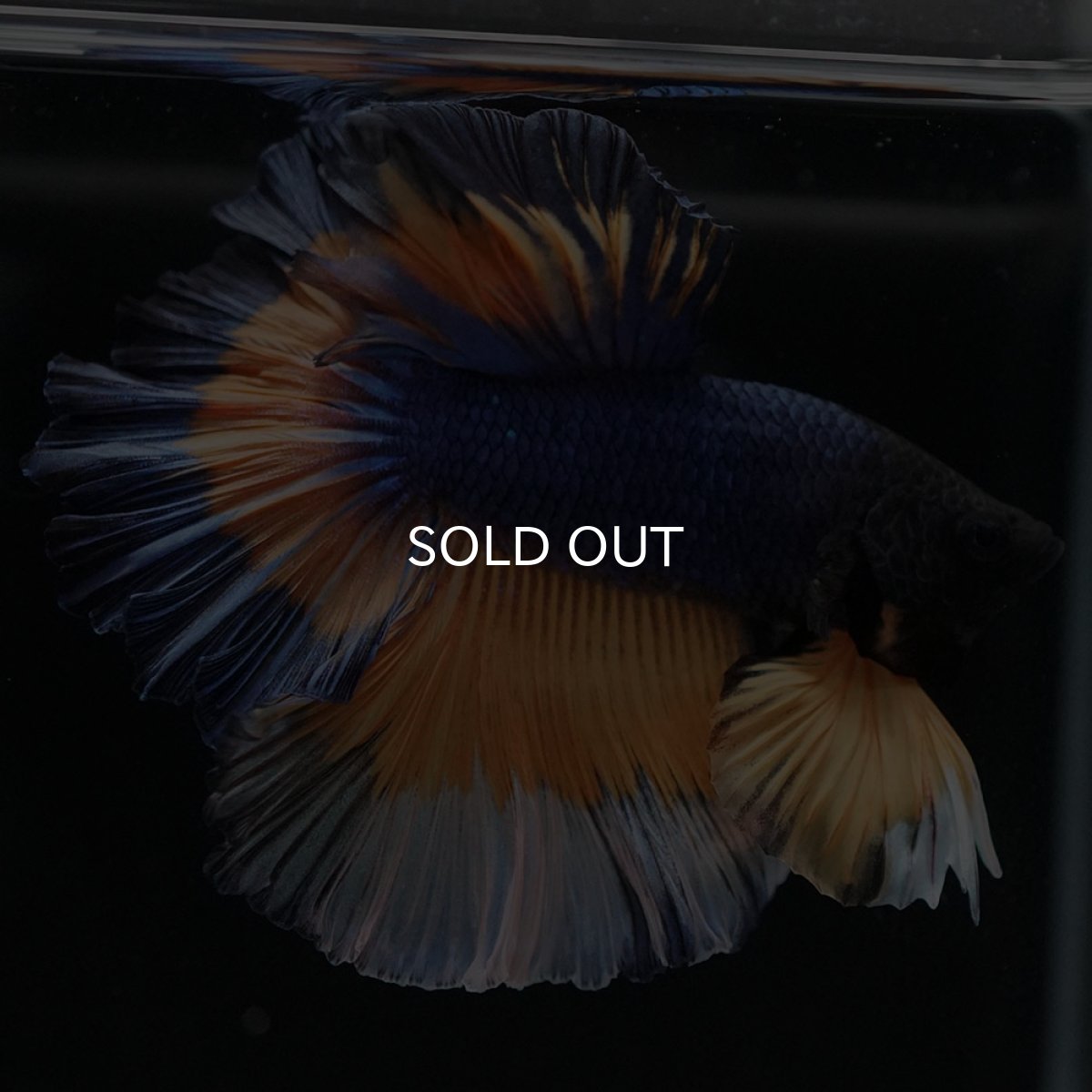 画像4: HM　マスタードガス　ローズテール (4)