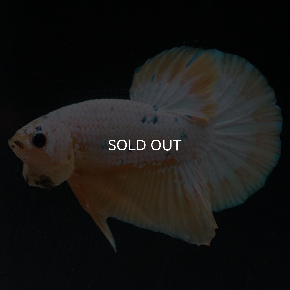 画像7: HMPK　イエローファンシー (7)