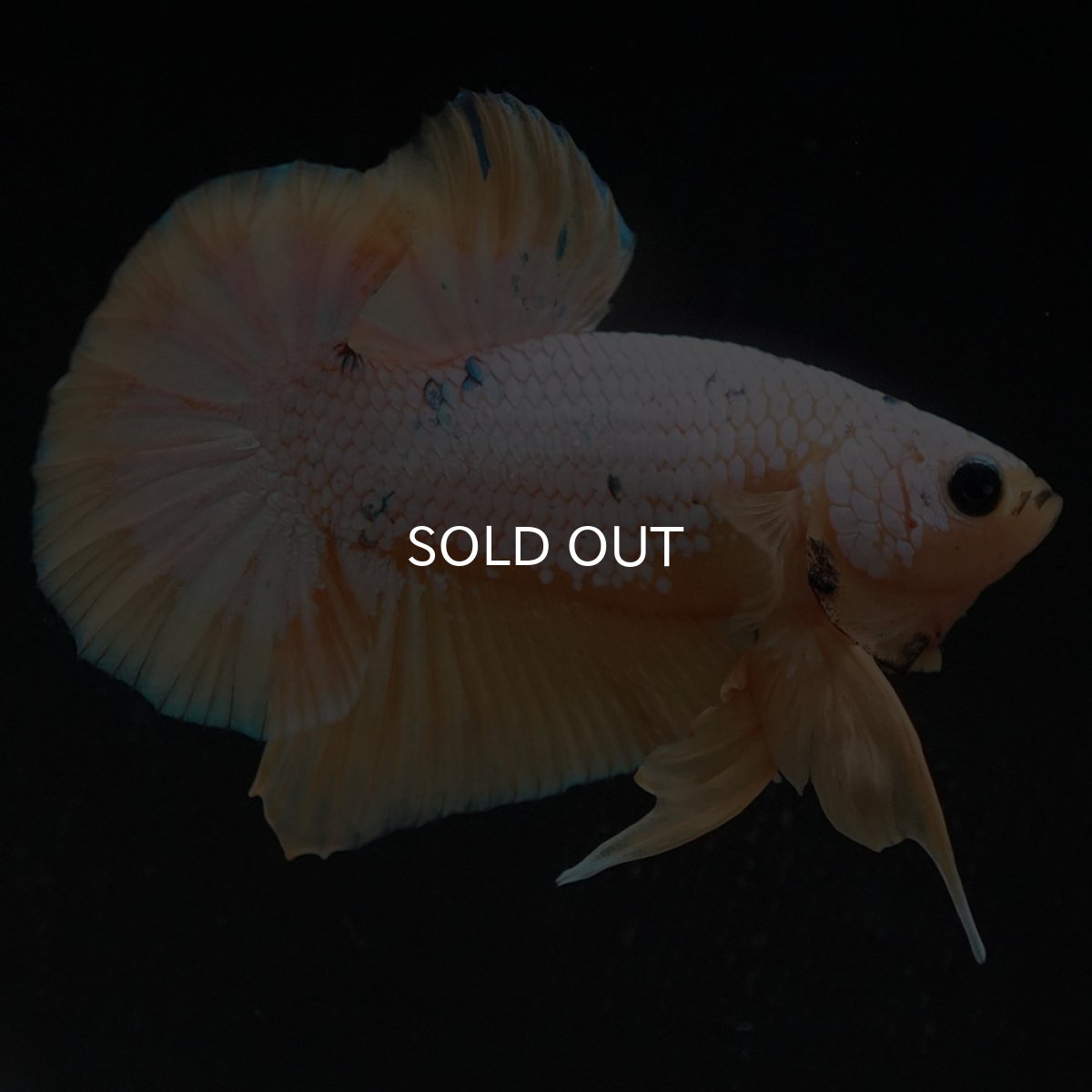 画像4: HMPK　イエローファンシー (4)