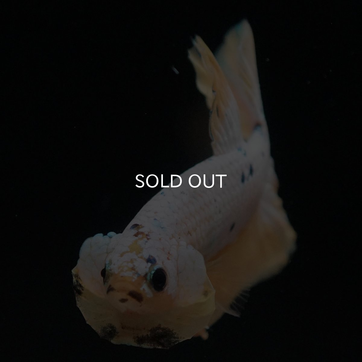 画像3: HMPK　イエローファンシー (3)