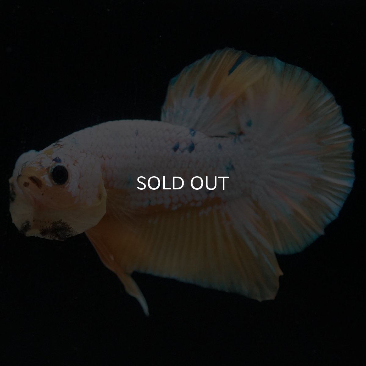 画像5: HMPK　イエローファンシー (5)