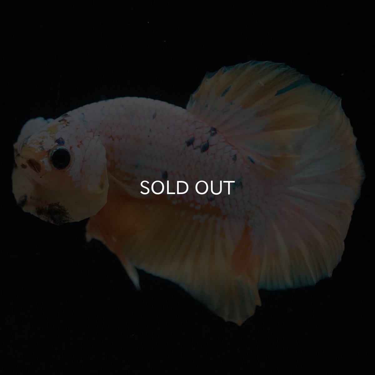 画像2: HMPK　イエローファンシー (2)