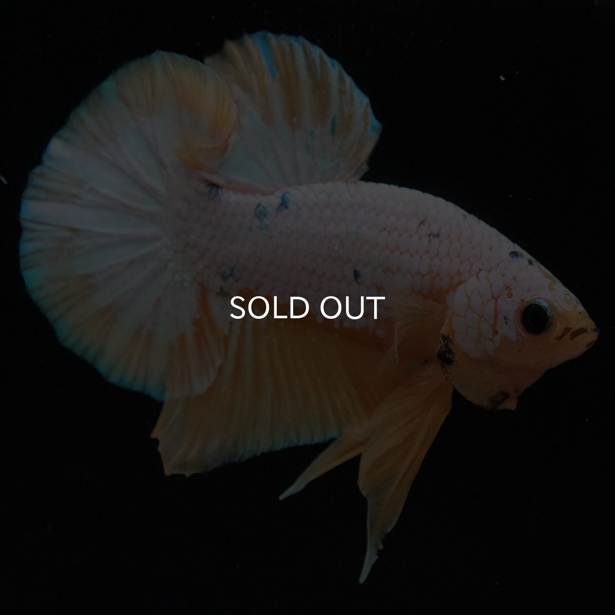 画像6: HMPK　イエローファンシー (6)