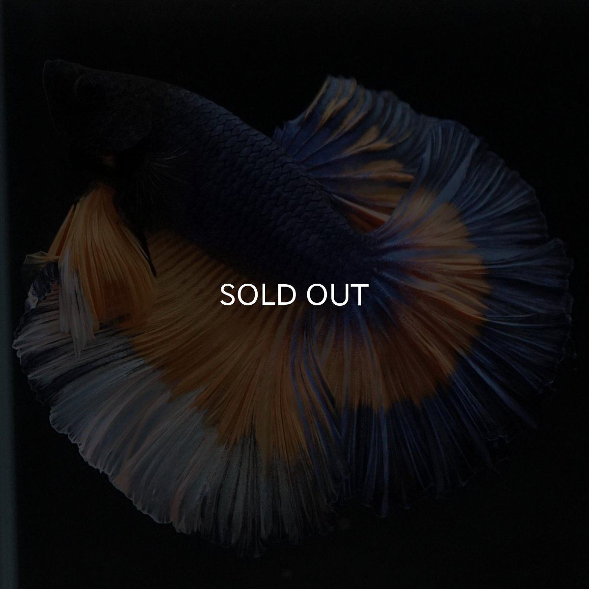 画像5: HM　マスタードガス　ローズテール (5)