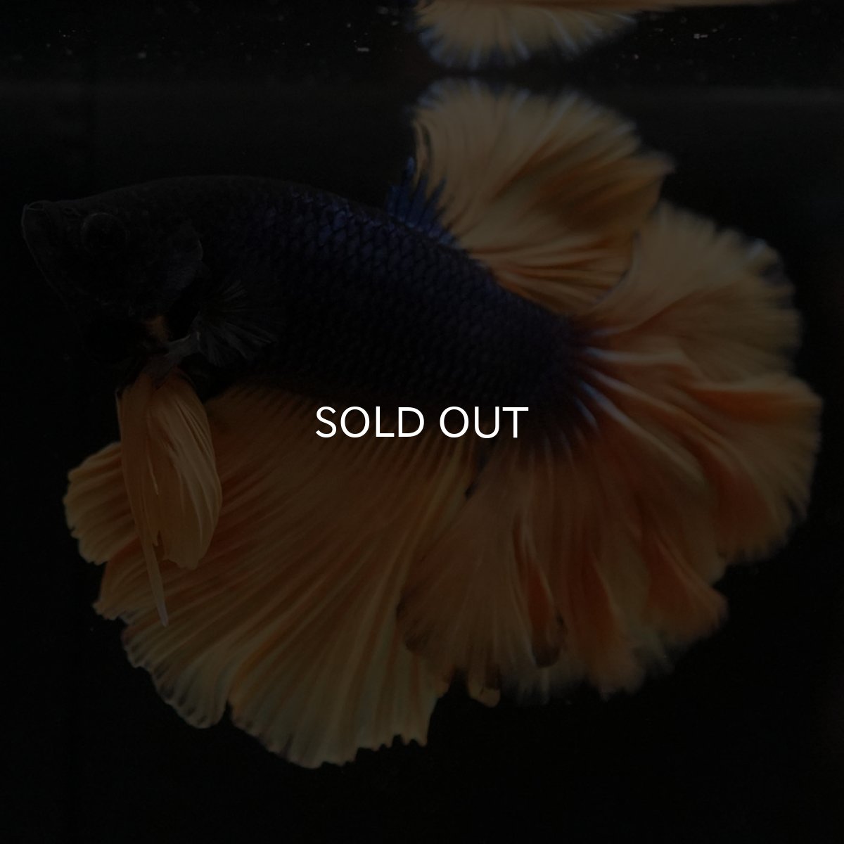 画像7: HM マスタードガス ローズテール (7)