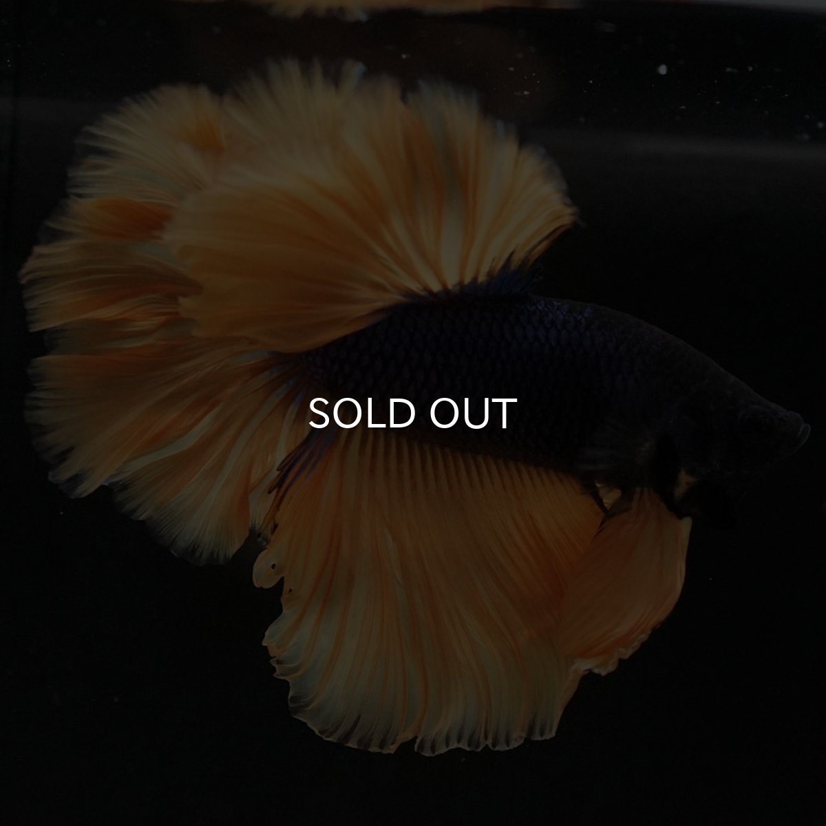 画像2: HM マスタードガス ローズテール (2)