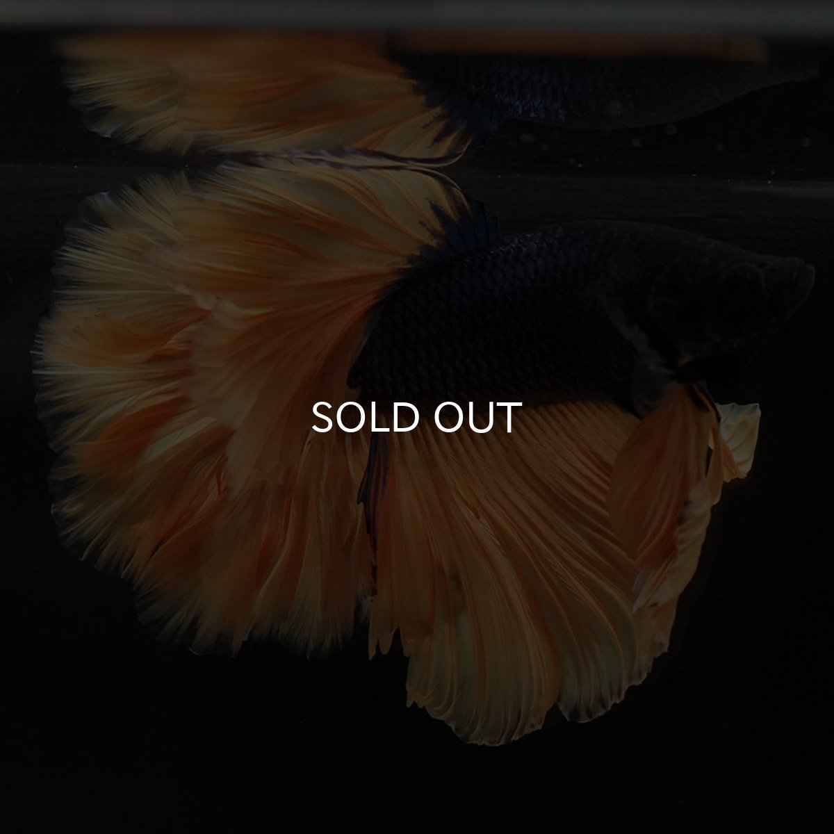 画像6: HM マスタードガス ローズテール (6)