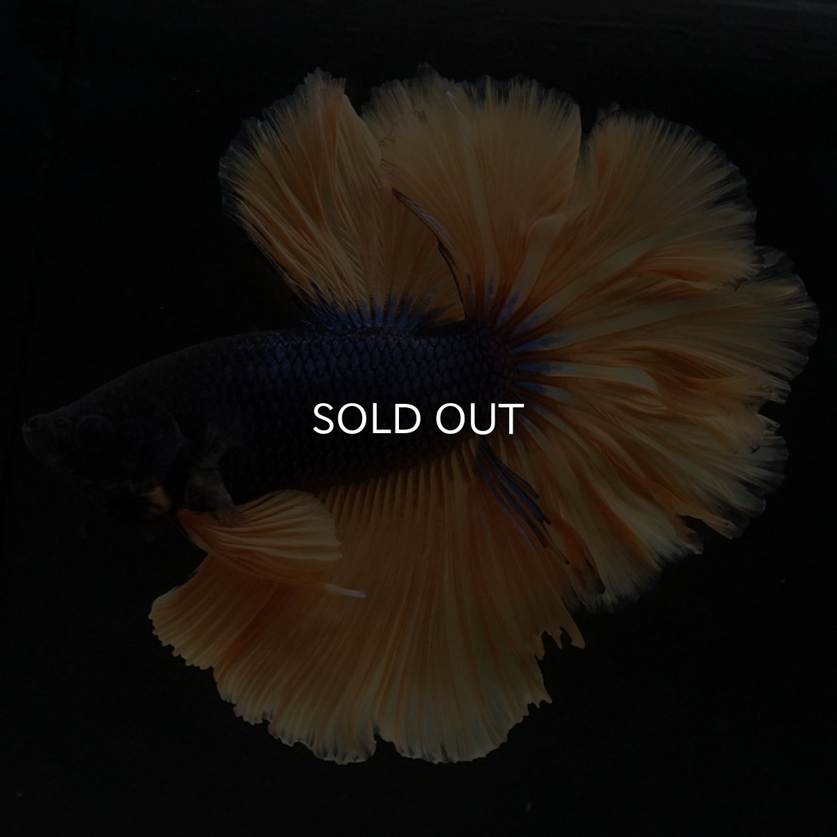 画像5: HM マスタードガス ローズテール (5)