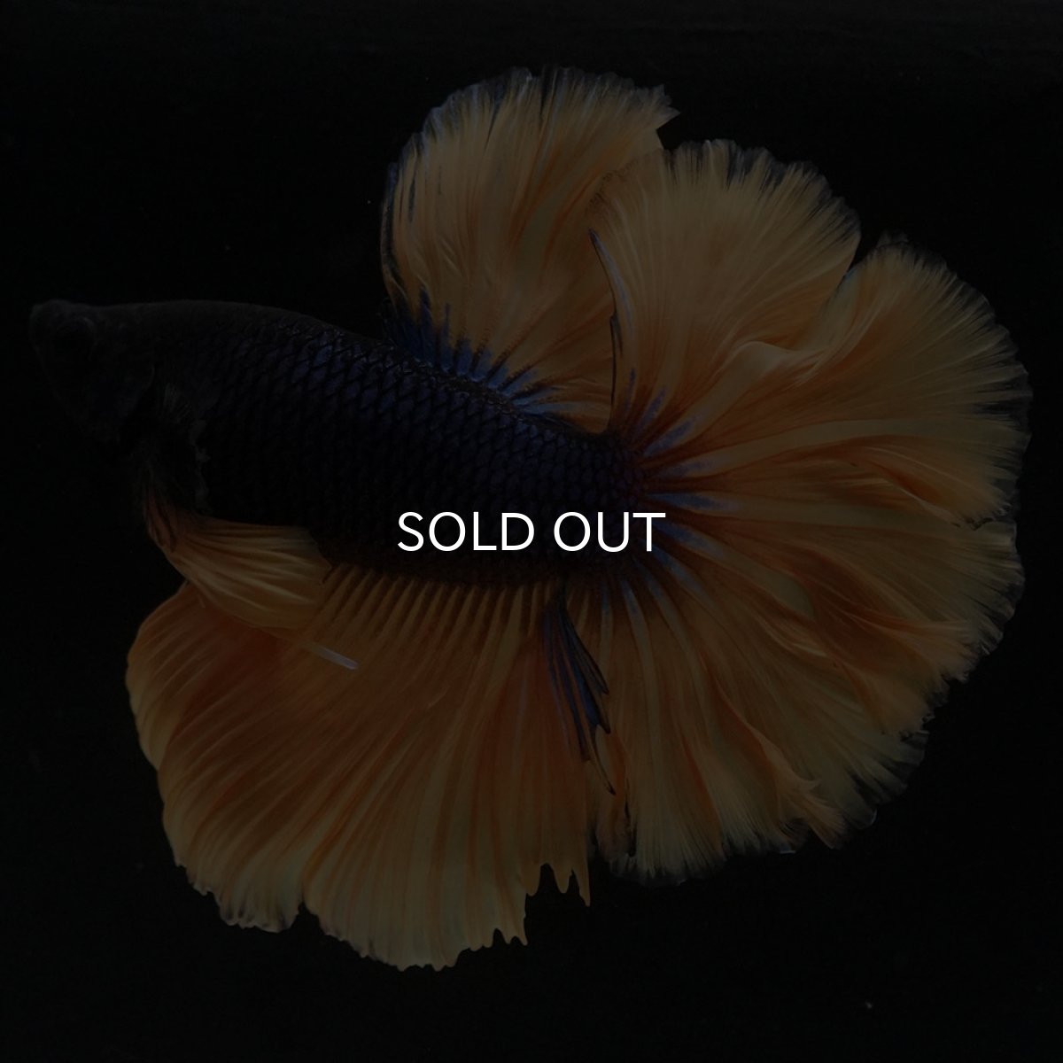 画像3: HM マスタードガス ローズテール (3)