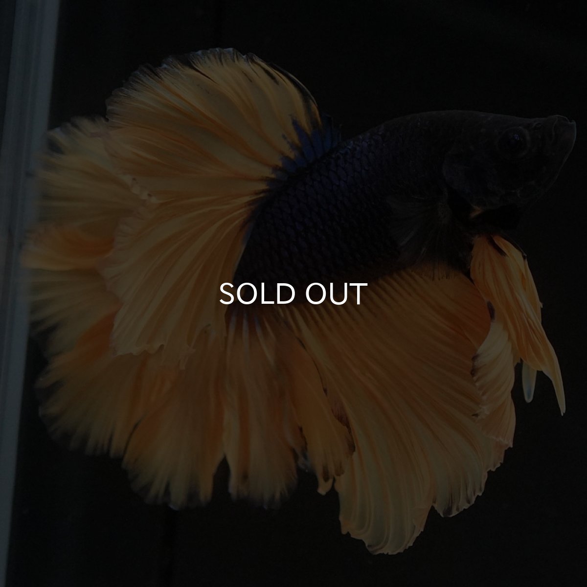 画像4: HM マスタードガス ローズテール (4)