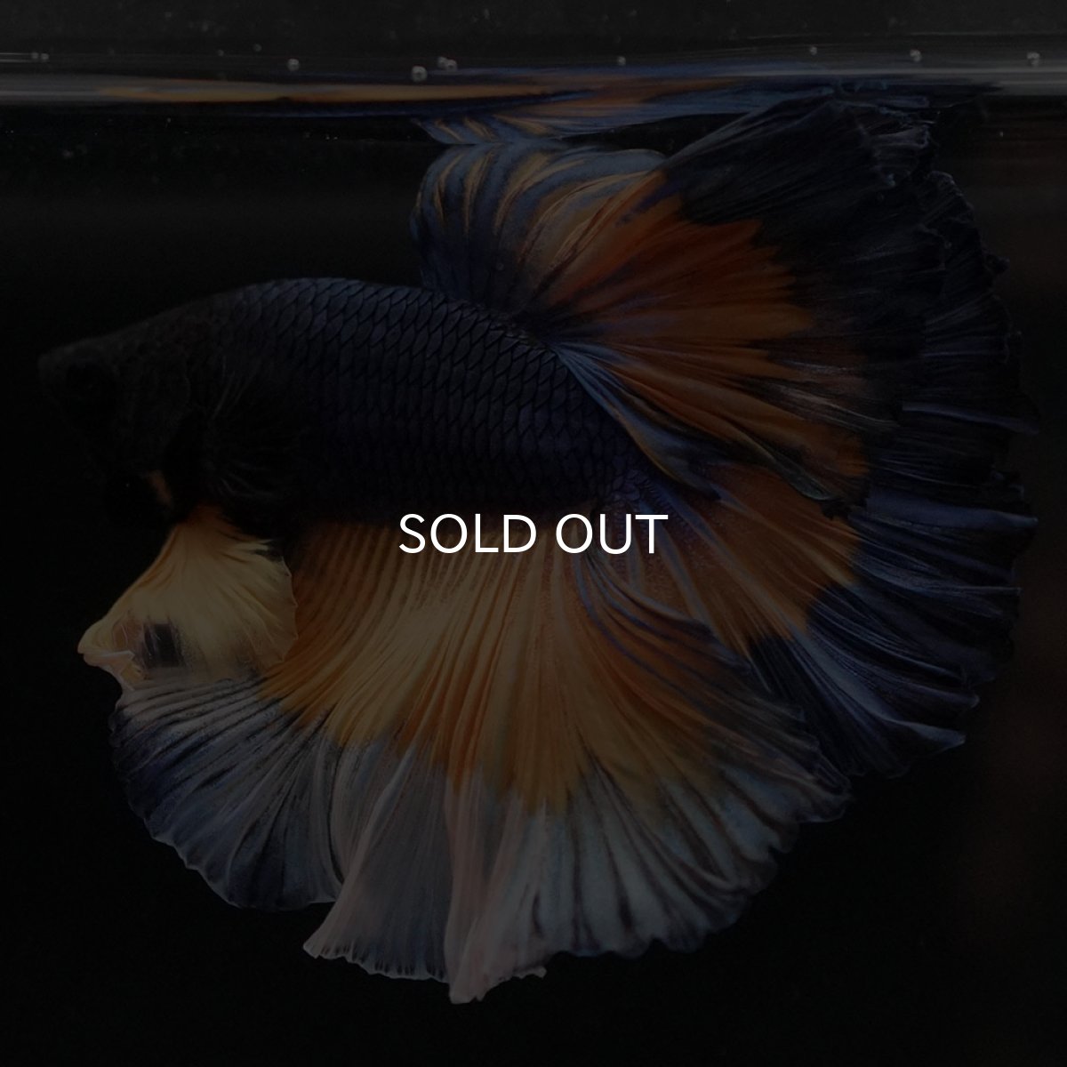 画像9: HM　マスタードガス　ローズテール (9)