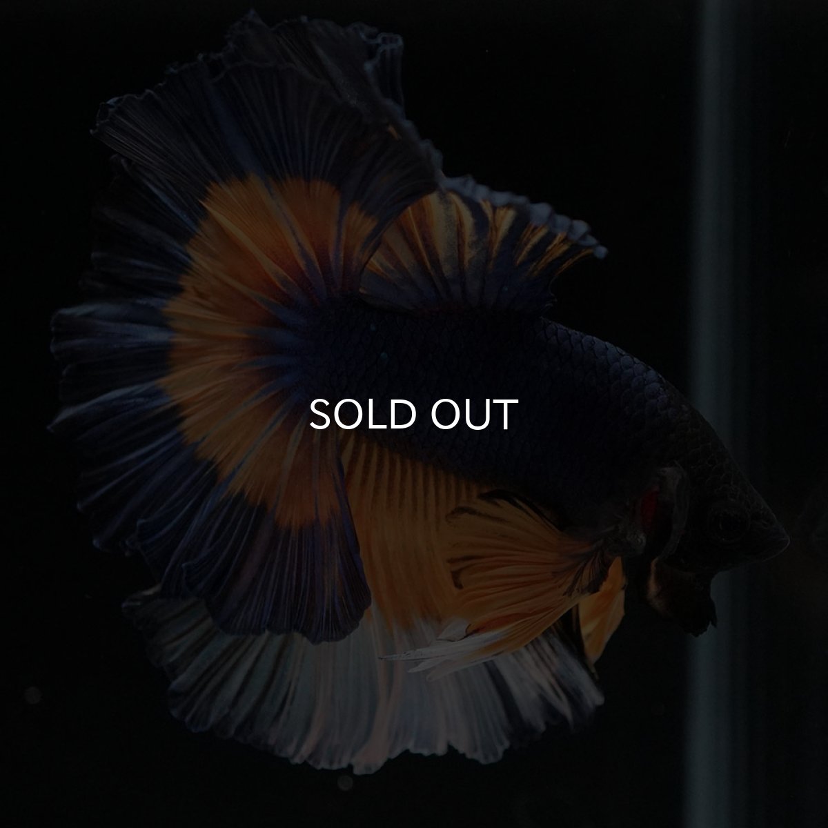 画像10: HM　マスタードガス　ローズテール (10)