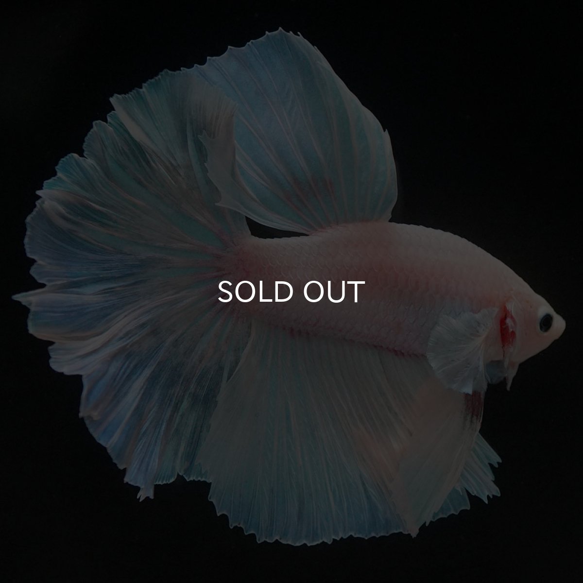 画像6: HM ホワイトファンシー (6)