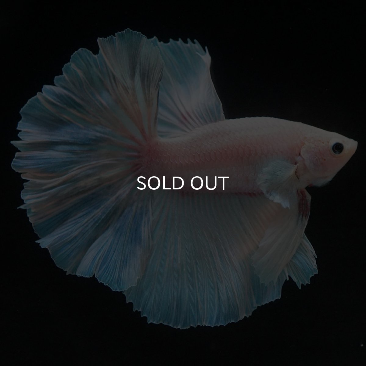 画像4: HM ホワイトファンシー (4)