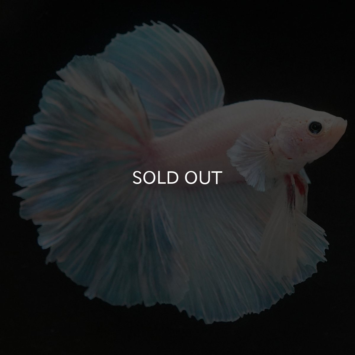 画像3: HM ホワイトファンシー (3)