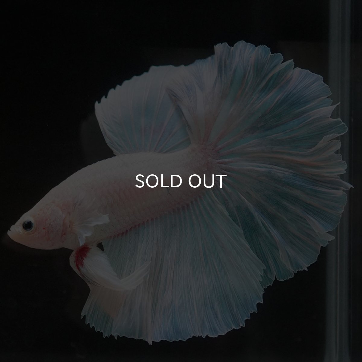 画像5: HM ホワイトファンシー (5)