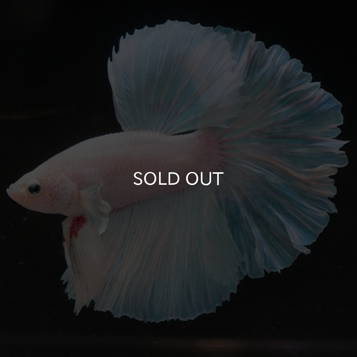 画像2: HM ホワイトファンシー (2)