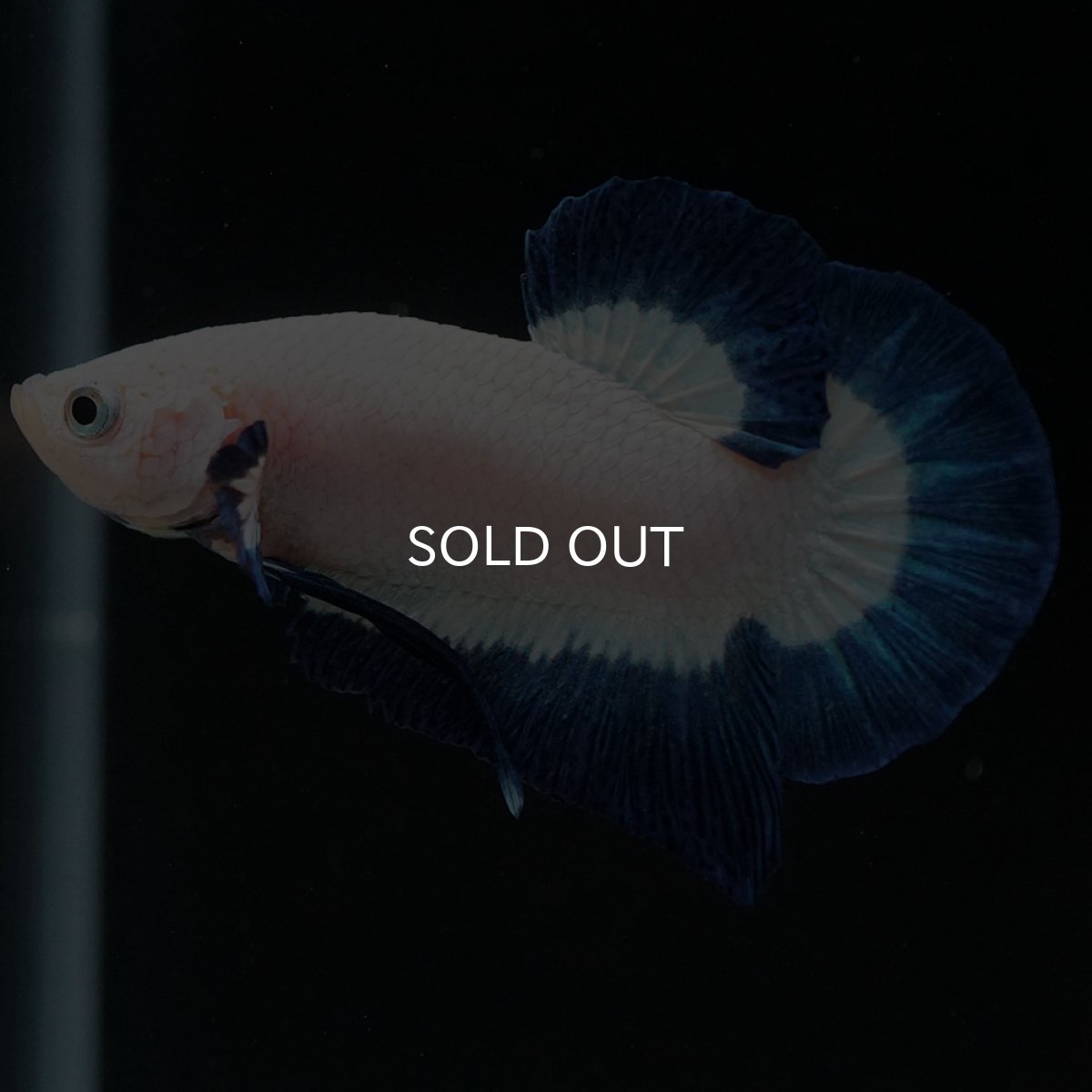 画像11: HMPK　ブルーリム (11)