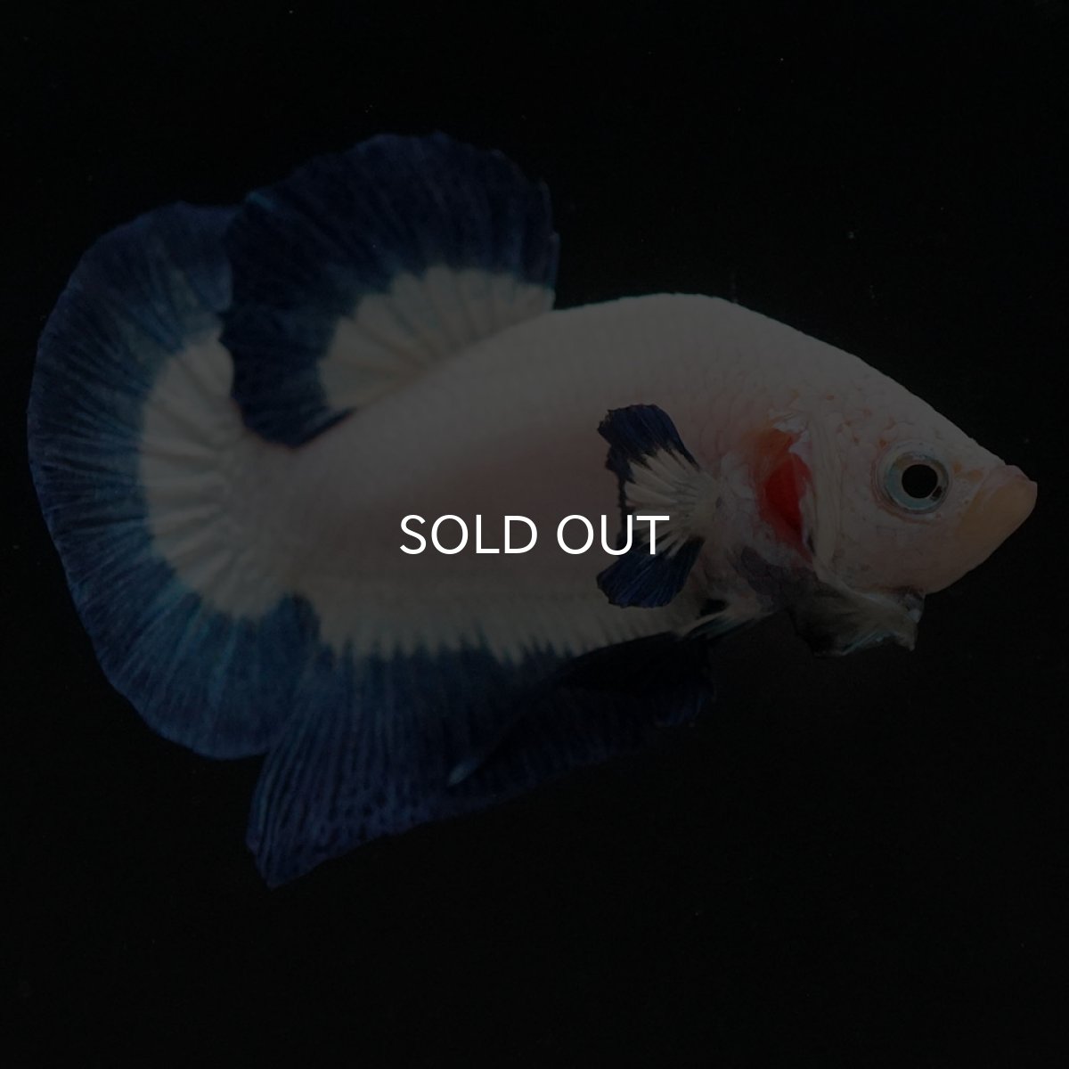 画像2: HMPK　ブルーリム (2)