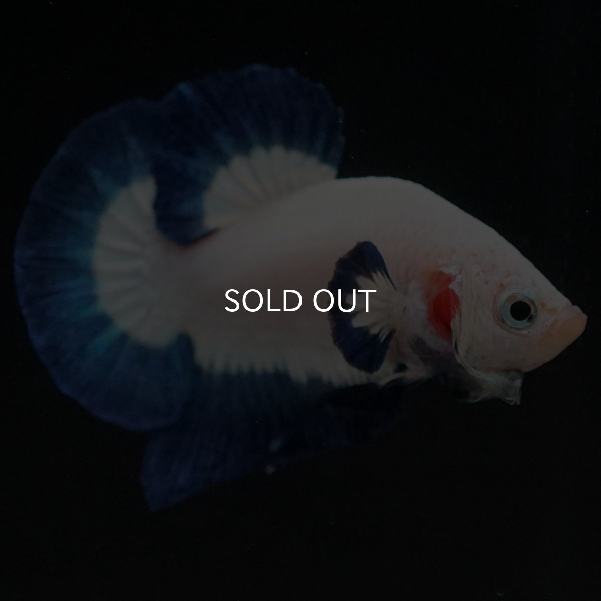 画像4: HMPK　ブルーリム (4)