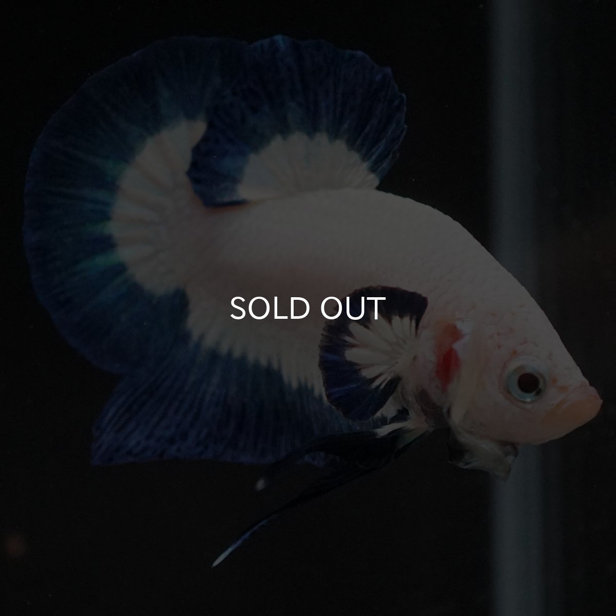 画像6: HMPK　ブルーリム (6)