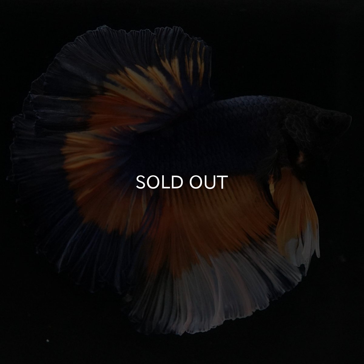 画像6: HM　マスタードガス　ローズテール (6)