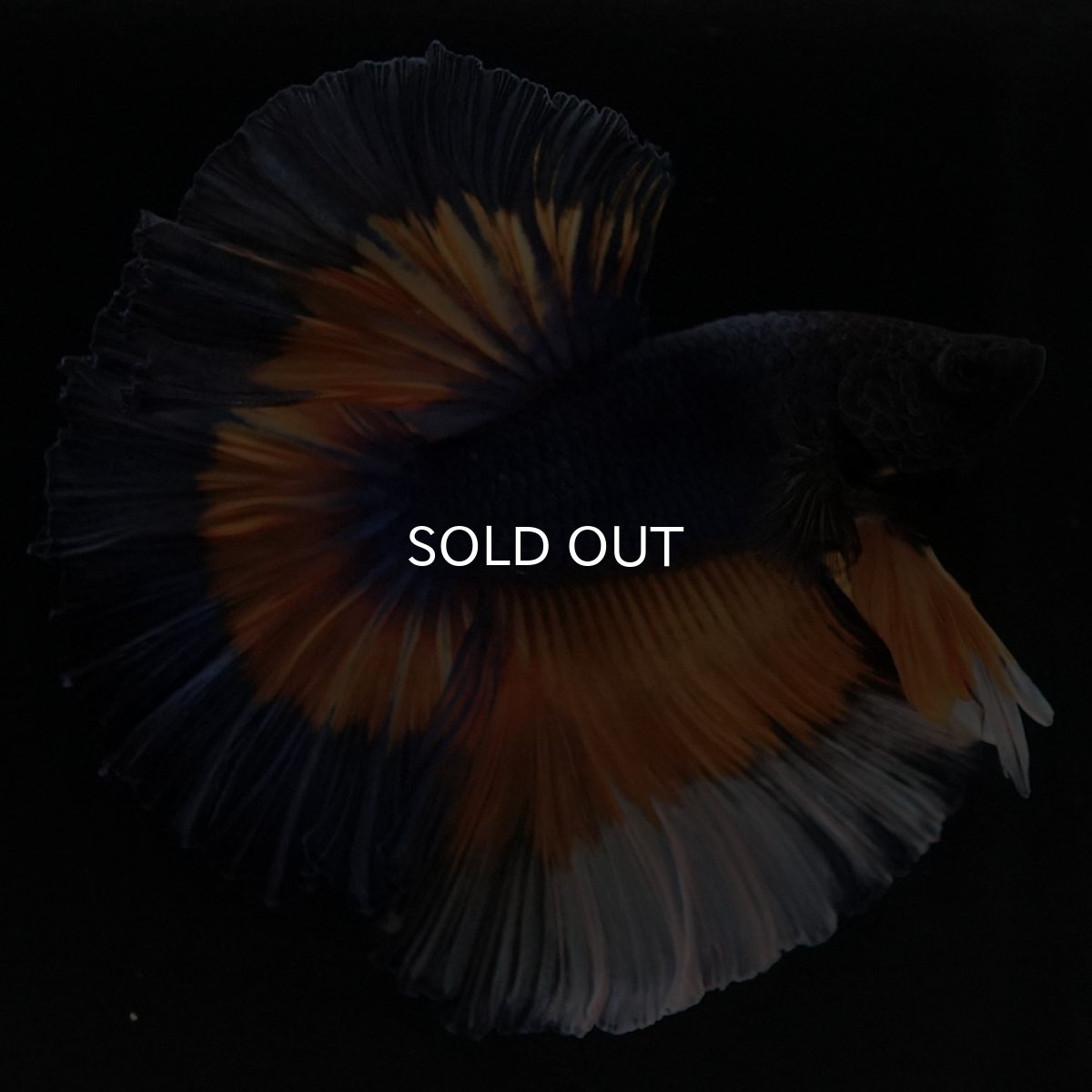 画像8: HM　マスタードガス　ローズテール (8)