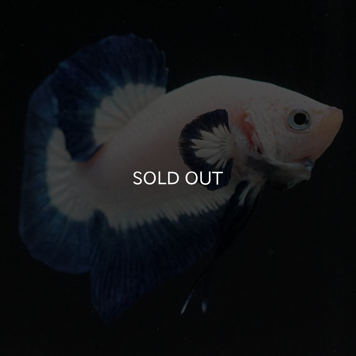 画像10: HMPK　ブルーリム (10)