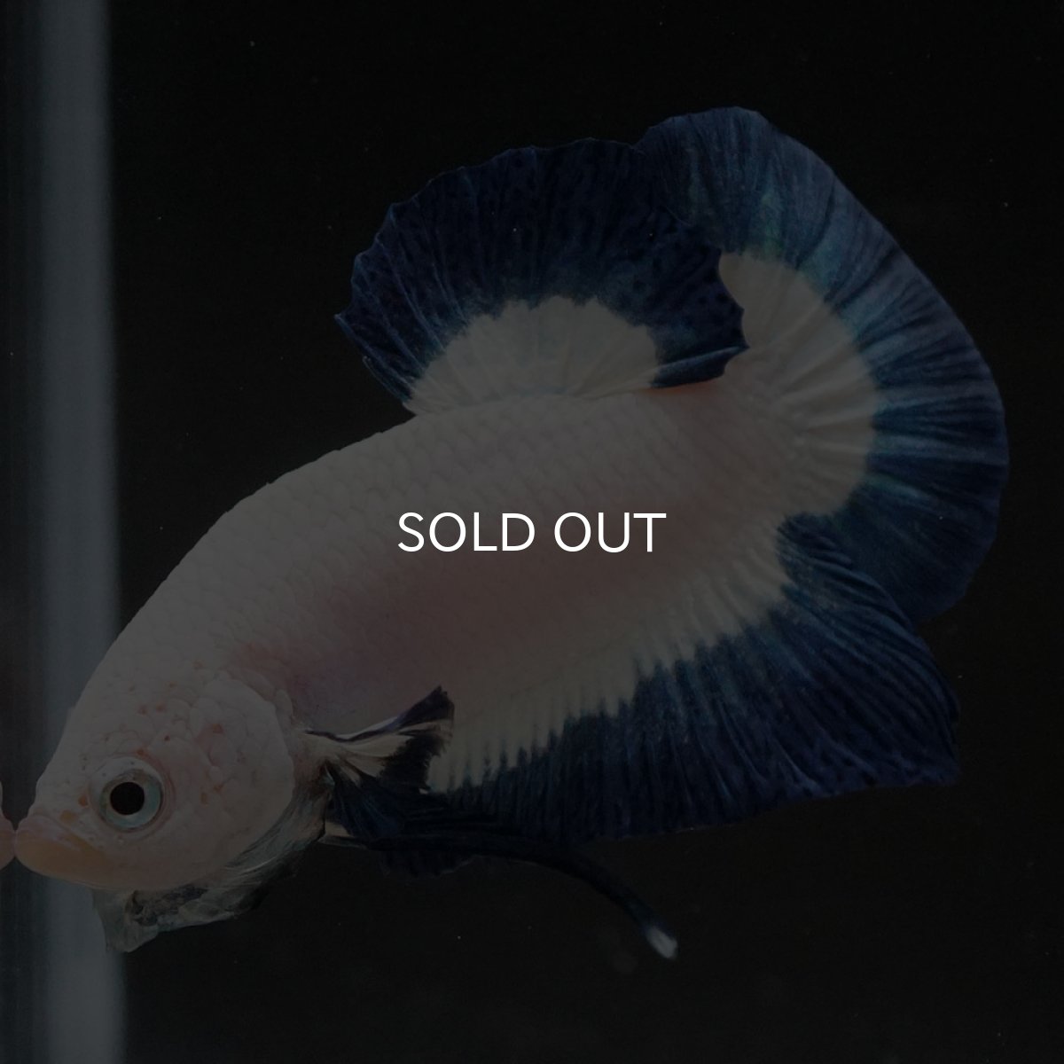 画像9: HMPK　ブルーリム (9)